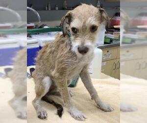 Mutt Dogs for adoption in Riverside, CA, USA