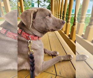 Labrador Retriever-Unknown Mix Dogs for adoption in Linton, IN, USA