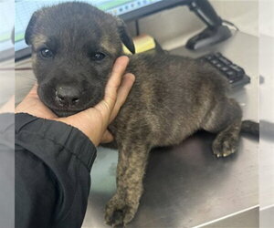 German Shepherd Dog-Unknown Mix Dogs for adoption in San Bernardino, CA, USA
