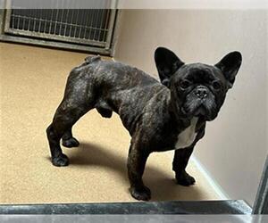 French Bulldog Dogs for adoption in Martinez, CA, USA