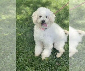 Labradoodle Dogs for adoption in Dana Point, CA, USA