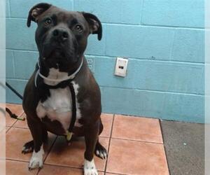 Staffordshire Bull Terrier-Unknown Mix Dogs for adoption in Downey, CA, USA