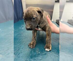 Bulldog-Unknown Mix Dogs for adoption in Mobile, AL, USA