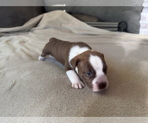 American Staffordshire Terrier-Unknown Mix Dogs for adoption in Holly Springs, NC, USA