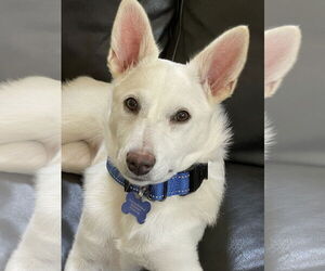 - Mix Dogs for adoption in Hoffman Estates, IL, USA