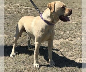 American Pit Bull Terrier-Labrador Retriever Mix Dogs for adoption in Yoder, CO, USA