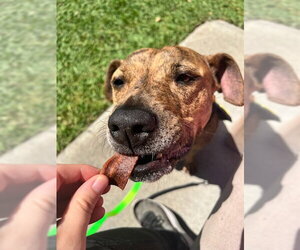 Mutt Dogs for adoption in Elk Grove, CA, USA