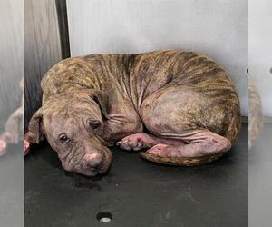 American Staffordshire Terrier Dogs for adoption in San Antonio, TX, USA