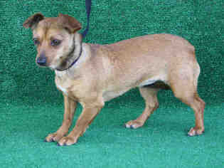 Chiweenie Dogs for adoption in Hanford, CA, USA