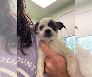 Australian Cattle Dog-Chihuahua Mix Dogs for adoption in Santa Cruz, CA, USA