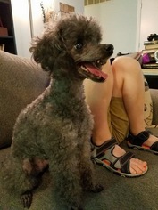 Poodle (Toy) Dogs for adoption in Raytown, MO, USA