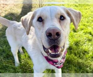 Labrador Retriever Dogs for adoption in Pueblo, CO, USA