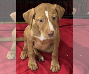 Black and Tan Coonhound-Catahoula Leopard Dog Mix Dogs for adoption in Sanford, FL, USA