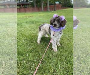Miniature Schnauzer-Poodle (Miniature) Mix Dogs for adoption in Bridgewater, NJ, USA