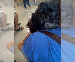 Shih Tzu-Unknown Mix Dogs for adoption in Louisville, KY, USA