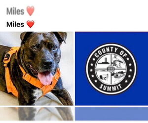 American Staffordshire Terrier-Unknown Mix Dogs for adoption in Akron, OH, USA