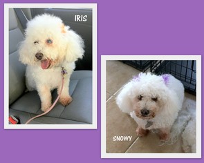 Bichon Frise Dogs for adoption in Lindsay, CA, USA