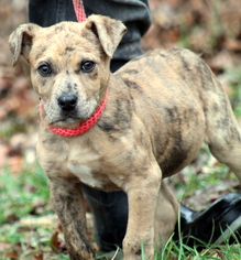 Mountain Cur Dogs for adoption in Sparta, TN, USA