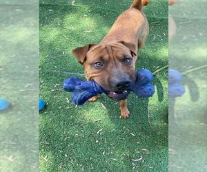 Chinese Shar-Pei Dogs for adoption in Fremont, CA, USA