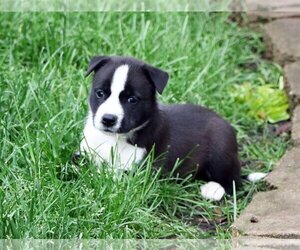 Unknown-white german shepherd Mix Dogs for adoption in Hoffman Estates, IL, USA