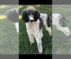 Poodle (Standard) Dogs for adoption in Conway, AR, USA