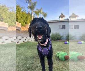 Labradoodle Dogs for adoption in San Diego, CA, USA