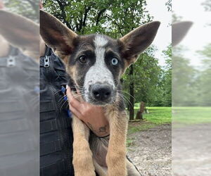 German Shepherd Dog-Unknown Mix Dogs for adoption in Oklahoma City, OK, USA