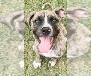 American Pit Bull Terrier-Unknown Mix Dogs for adoption in Royse City, TX, USA