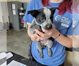 Australian Cattle Dog Dogs for adoption in Camarillo, CA, USA