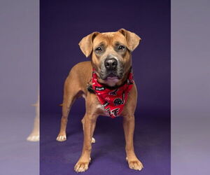 American Bulldog-Unknown Mix Dogs for adoption in Rockaway, NJ, USA