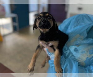 Mutt Dogs for adoption in Raleigh, NC, USA