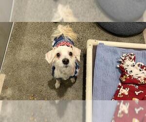 Shih-Poo Dogs for adoption in Berkeley , CA, USA