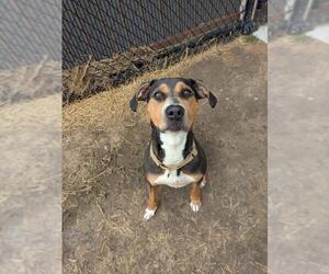 American Pit Bull Terrier-Beagle Mix Dogs for adoption in Saginaw, MI, USA