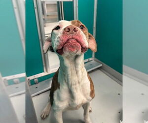 Mutt Dogs for adoption in Oklahoma City, OK, USA