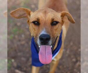 Mutt Dogs for adoption in San Antonio, TX, USA