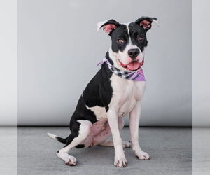 American Pit Bull Terrier Dogs for adoption in Pasadena, CA, USA