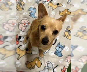 Medium Photo #1 Chihuahua Puppy For Sale in Chula Vista, CA, USA