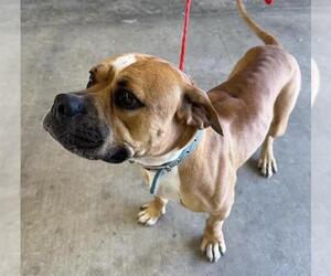 Boxer Dogs for adoption in Houston, TX, USA