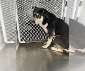 - Mix Dogs for adoption in Bakersfield, CA, USA