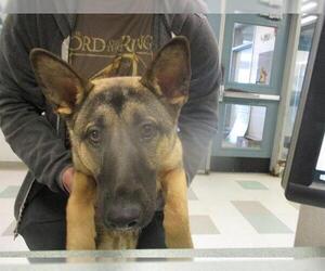 German Shepherd Dog-Unknown Mix Dogs for adoption in Oklahoma City, OK, USA