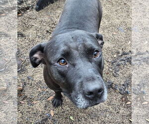 American Pit Bull Terrier Dogs for adoption in Melrose, FL, USA