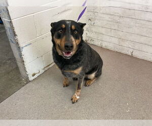 Texas Heeler Dogs for adoption in San Bernardino, CA, USA