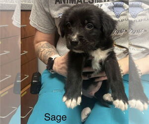 Mutt Dogs for adoption in Jackson Township, NJ, USA