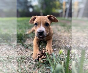 Small Labrador Retriever Mix