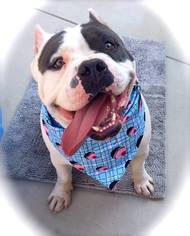 American Bulldog Dogs for adoption in Lancaster, CA, USA