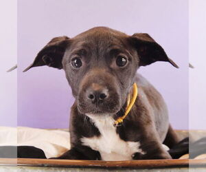 Bullboxer Pit Dogs for adoption in Sheridan, CO, USA