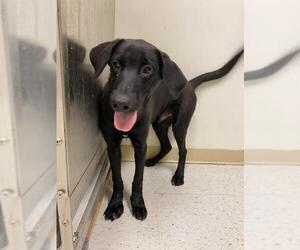 Labrador Retriever Dogs for adoption in New York, NY, USA