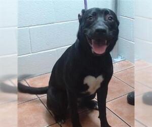 American Pit Bull Terrier-Unknown Mix Dogs for adoption in Downey, CA, USA