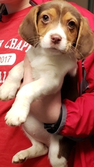 Medium Photo #1 Beagle Puppy For Sale in Smithfield, PA, USA
