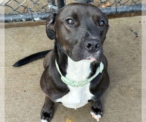 Labrador Retriever-Unknown Mix Dogs for adoption in Tulsa, OK, USA